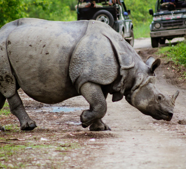 Kaziranga Jungle Safari